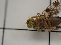 Tephritis matricariae