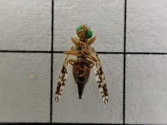 Tephritis matricariae