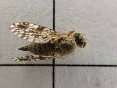 Tephritis matricariae