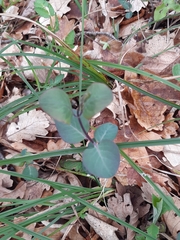 Lonicera caprifolium