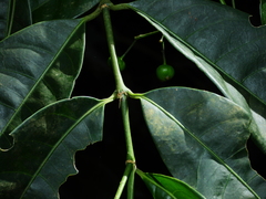 Faramea occidentalis