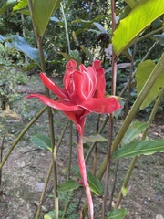 Etlingera elatior