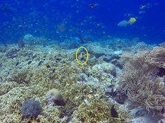 Pomacanthus navarchus