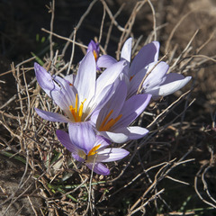 Crocus versicolor