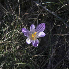 Crocus versicolor