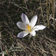Crocus versicolor