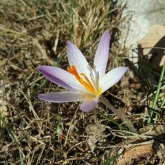 Crocus versicolor