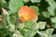 Sphaeralcea lindheimeri