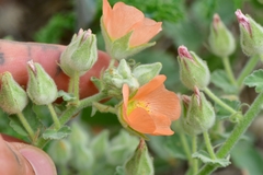 Sphaeralcea lindheimeri