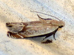 Anacampsis paltodoriella