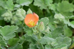 Sphaeralcea lindheimeri