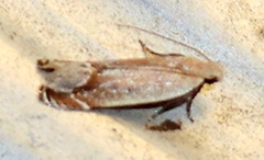 Anacampsis paltodoriella