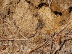 Colletes cunicularius