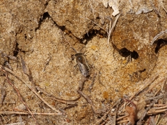 Colletes cunicularius
