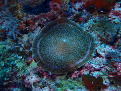 Amplexidiscus fenestrafer