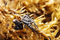 Allocaeculus