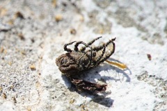 Allocaeculus