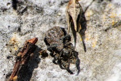 Allocaeculus