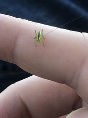 Conocephalus brevipennis