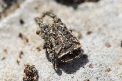 Allocaeculus