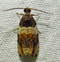 Olethreutes fasciatana