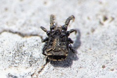 Allocaeculus