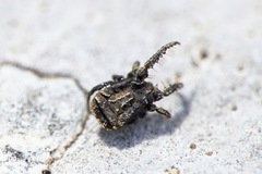Allocaeculus