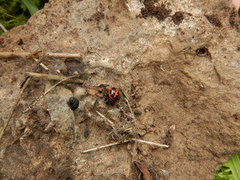 Steatoda paykulliana