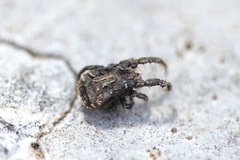 Allocaeculus
