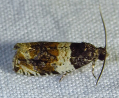 Olethreutes fasciatana