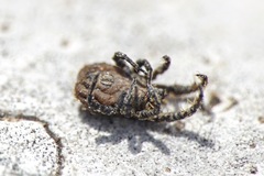 Allocaeculus