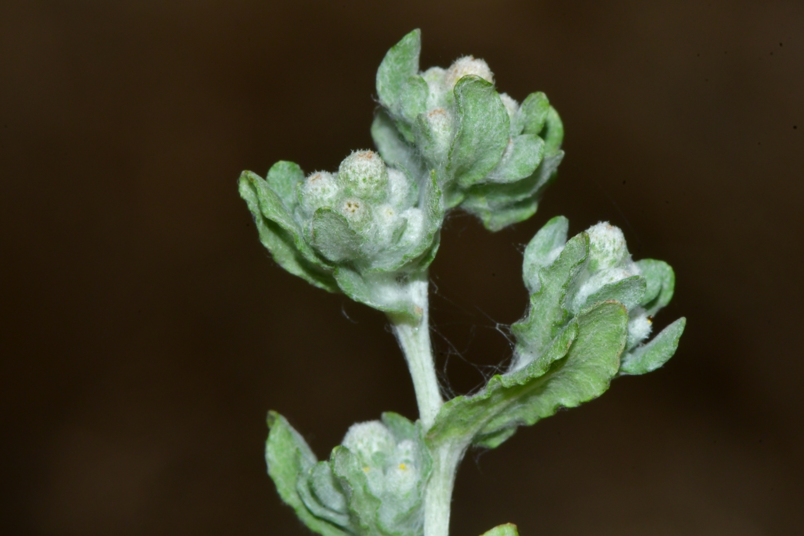 Diaperia verna var. drummondii