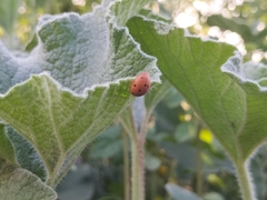 Henosepilachna argus