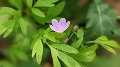 Claytonia virginica
