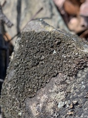 Montanelia sorediata