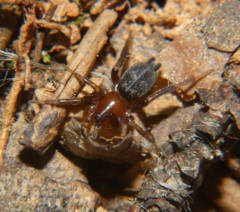 Gnaphosa sericata
