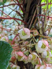 Begonia tropaeolifolia