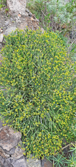 Euphorbia aphylla image