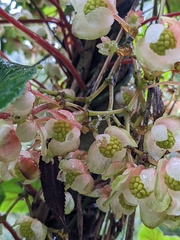 Begonia tropaeolifolia