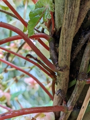 Begonia tropaeolifolia