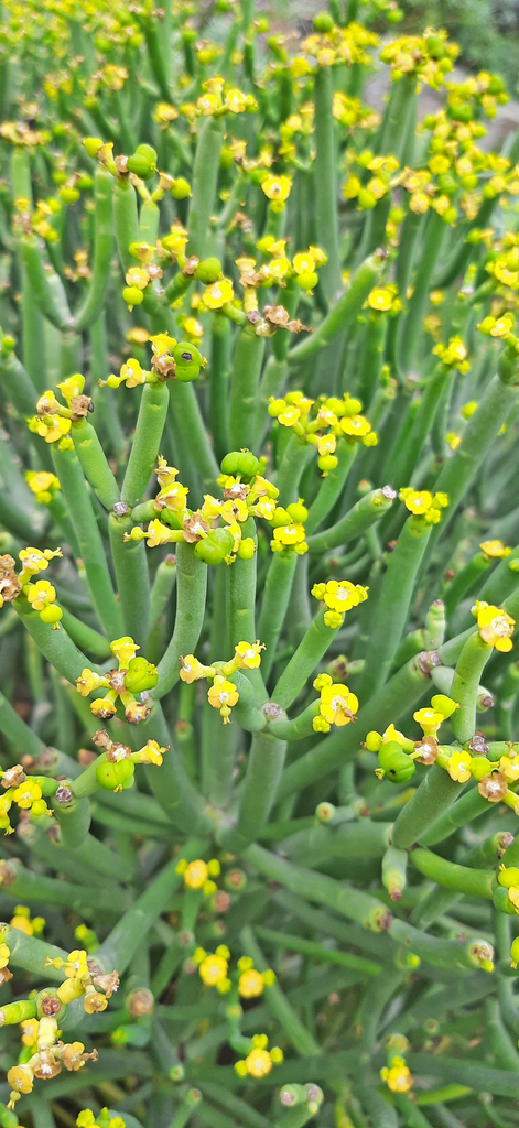 Euphorbia aphylla Brouss. ex Willd.