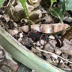 Desmocerus californicus