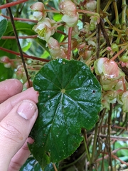 Begonia tropaeolifolia