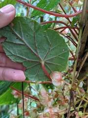 Begonia tropaeolifolia