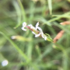 Zoysia pacifica