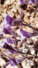 Chaenorhinum origanifolium