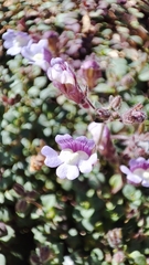 Chaenorhinum origanifolium