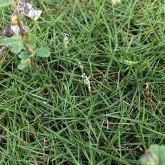 Zoysia pacifica