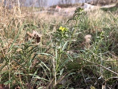 Erysimum crepidifolium