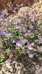 Chaenorhinum origanifolium